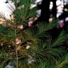 Pine Needles